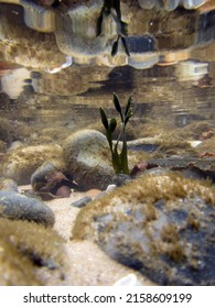 An underwater reflection of seaweed in a rockpool taken in Cromer, Norfolk