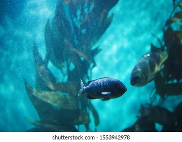 An underwater rendezvous between two fish