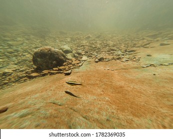 Underwater River Bed With Fish And Stones