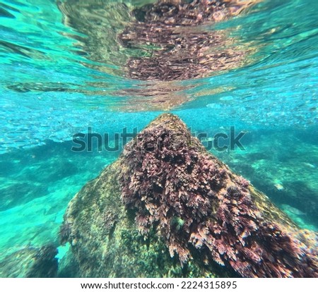 underwater rock covers with sea weed almost touch the surface.  colors of turquoise light blue, reflections .