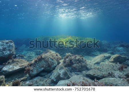 Underwater rocks and seagrass on the seabed with natural sunlight through water surface, Mediterranean sea, Costa Brava, Spain