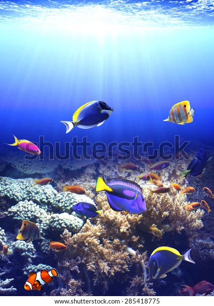 Underwater Scene Beautiful Tropical Fish Stock Photo 285418775 ...