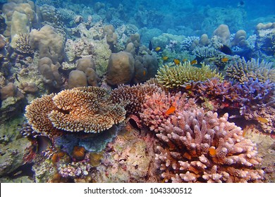 4,082 See coral Images, Stock Photos & Vectors | Shutterstock