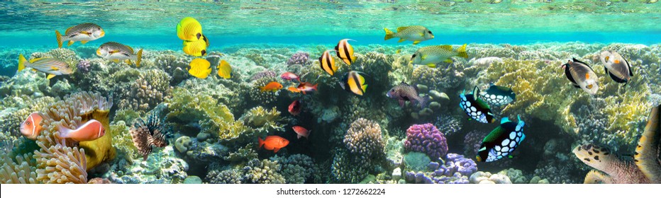 Underwater scene. Coral reef, colorful fish groups and sunny sky shining through clean sea water.