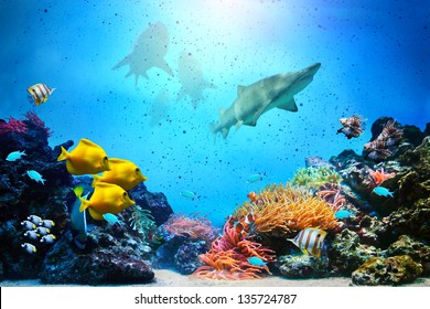 Underwater scene. Coral reef, colorful fish groups, sharks and sunny sky shining through clean ocean water. High res background