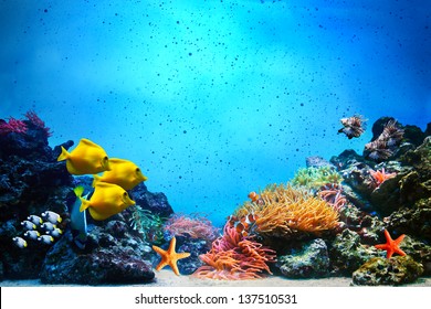 Underwater scene. Coral reef, colorful fish groups and sunny sky shining through clean ocean water. Space underwater for you to fill or just use standalone. High res