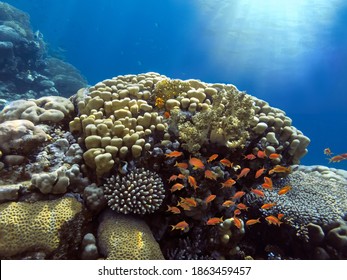 Underwater Scene Coral Reef Colorful Fish Stock Photo Shutterstock