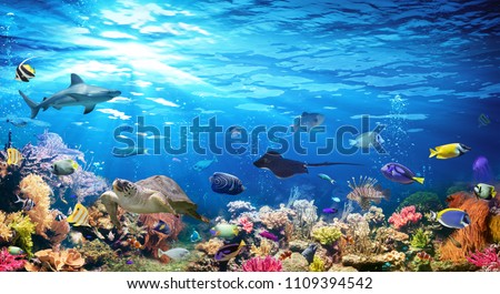 Underwater Scene With Coral Reef And Exotic Fishes
