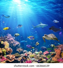 Underwater Scene With Coral Reef And Tropical Fish - Shutterstock ID 663666139