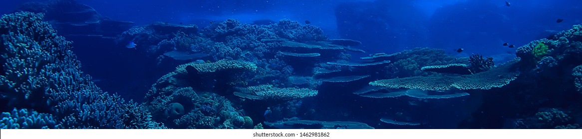 Underwater Scene / Coral Reef, World Ocean Wildlife Landscape