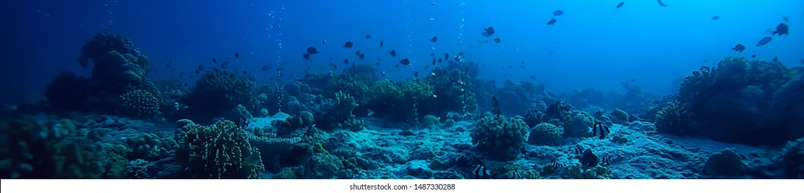 Underwater Scene / Coral Reef, World Ocean Wildlife Landscape