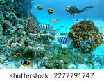 Underwater scene with exotic fishes with a diver and coral reef of the Red Sea, Clownfish, Bannerfish, Sergeant-major fish, Goldfish and other marine life near Hurghada, Egypt