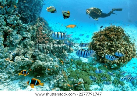 Underwater scene with exotic fishes with a diver and coral reef of the Red Sea, Clownfish, Bannerfish, Sergeant-major fish, Goldfish and other marine life near Hurghada, Egypt