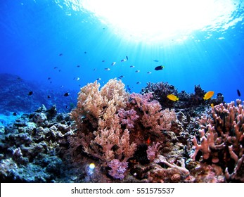 underwater scenery - Shutterstock ID 551575537