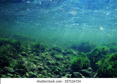 underwater scenery, algae, clean clear water, mountain river cleanliness