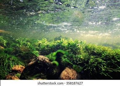 227,719 Algae Images, Stock Photos & Vectors | Shutterstock