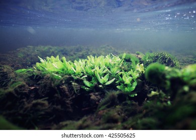 5,846 Under water weeds Images, Stock Photos & Vectors | Shutterstock