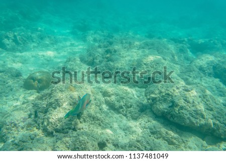 Underwater scenery with mackerels. Andaman and Nicobar Islands. The concept of snorkeling and diving