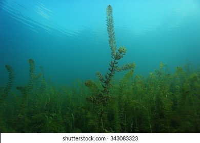 underwater scenery in the river diving