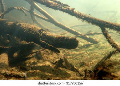 Underwater Scenery In The River And Young Fishes.