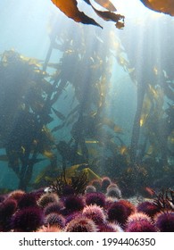 Underwater Scenes From The Cape Town Kelp Forest.