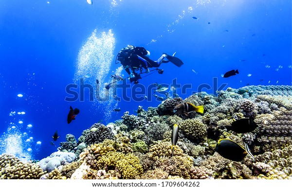 Underwater scuba diving\
scene in deep water