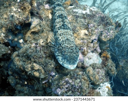 Underwater scuba diving in Tayrona National Marine Park off the coast of Taganga in Colombia : common sand diver Synodus intermedius quiet and hidden on bottom of seafloor