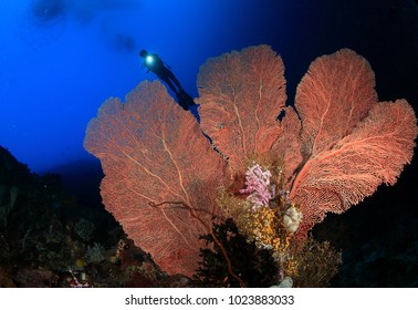 Underwater Sea Fan At Bunaken Manado