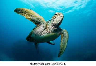 Underwater Sea Life Photos, Sea Turtles, Colorful Fish And Coral Reef  At Great Barrier Reef, Cairns Queensland, Australia 