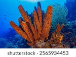 Underwater sea sponge. Sea sponge underwater. Sea sponges among corals in underwater world. Sea sponge underwater scene