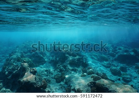 Underwater sea surface clear water with natural sunlight and rocky seabed, Pacific ocean, Atoll of Rangiroa, Tuamotu, French Polynesia