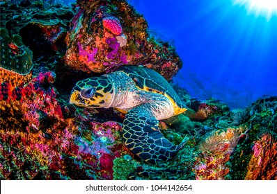 Underwater Sea Turtle. Coral Reef In Ocean World