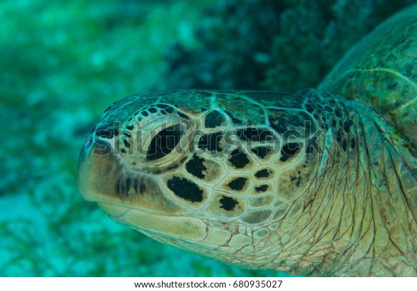 Underwater Sea Turtle Head Stock Photo 680935027 | Shutterstock