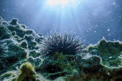 Underwater Sea Urchins On A Rock, Close Up Underwater Urchins