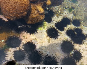 Underwater Sea Urchins On Rock Stock Photo 789439741 | Shutterstock