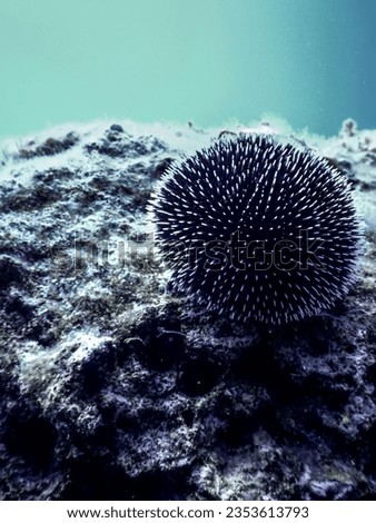 Underwater Sea Urchins on a Rock, Underwater Urchins