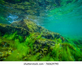 Underwater Sea Weed Stock Photo 760629790 | Shutterstock