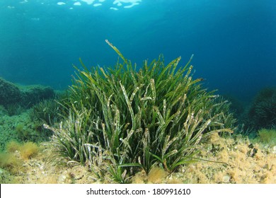 Underwater Seagrass Background