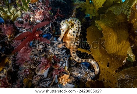 Underwater seahorse. A seahorse in the underwater kingdom. Seahorse underwater. Seahorse in underwater world