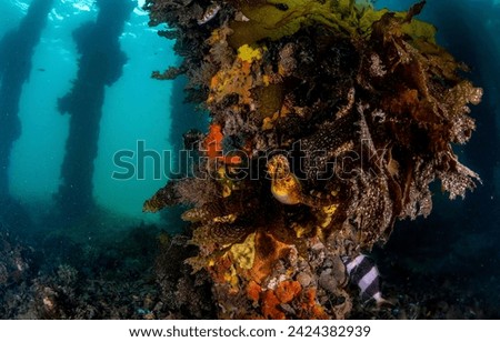 Underwater seahorse. Seahorse in the underwater world. Seahorse underwater. Seahorse undersea
