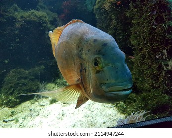 Underwater Sealife In A Coral Reef