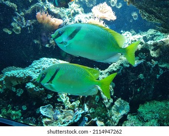 Underwater Sealife In A Coral Reef