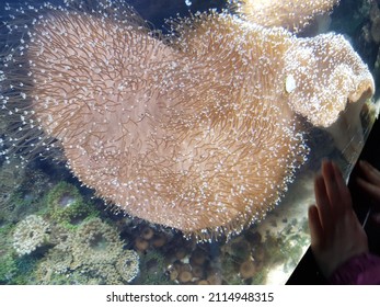 Underwater Sealife In A Coral Reef