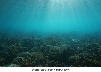 Underwater seascape corals and algae on the ocean floor with sunlight through water surface, natural scene, Tahiti lagoon, Pacific ocean, French Polynesia