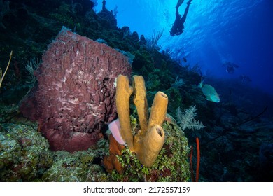 Underwater Seascape And Marine Sponge With A Scuba Diver In Background At Little Cayman Island In The Caribbean.