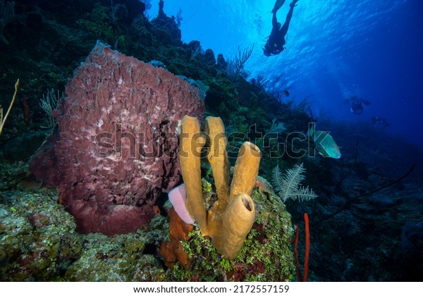 Underwater\
seascape and marine sponge with a scuba diver in background at\
Little Cayman Island in the\
Caribbean.
