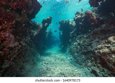 Underwater Seascape, A Narrow Trench With Some Fish In A Rocky Reef Eroded By The Swell, Pacific Ocean, French Polynesia, Oceania