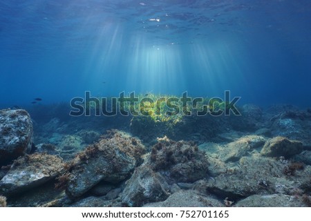 Underwater seascape natural sunbeams through water surface on a seabed with rocks and seagrass, Mediterranean sea, Catalonia, Roses, Costa Brava, Spain