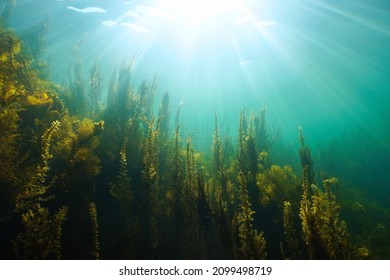 Underwater seascape natural sunlight and algae in the ocean, (mostly brown seaweed Sargassum muticum) Eastern Atlantic, Spain, Galicia
