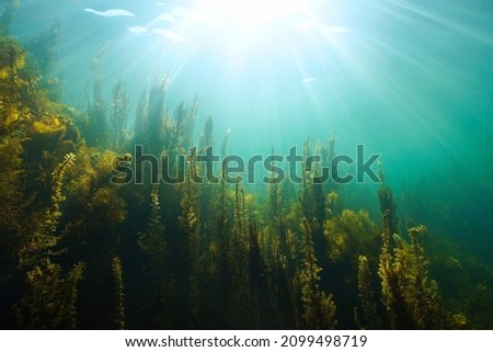 Underwater seascape natural sunlight and algae in the ocean, (mostly brown seaweed Sargassum muticum) Eastern Atlantic, Spain, Galicia